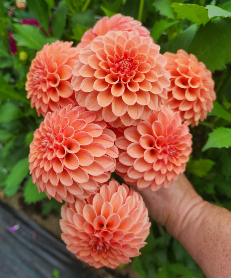 Rose Toscano