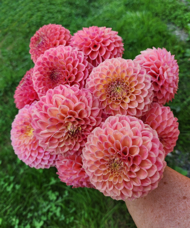 Snoho Doris