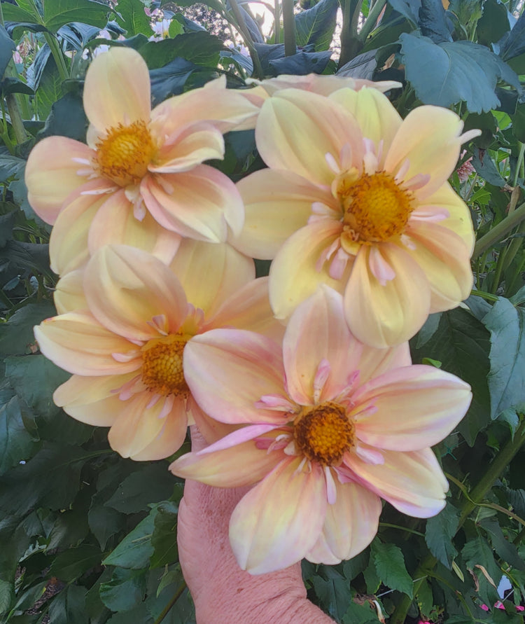 Apple Blossom