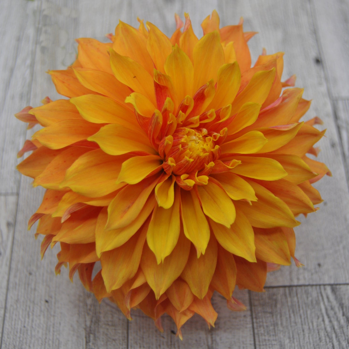 Bloomquist Candy Corn