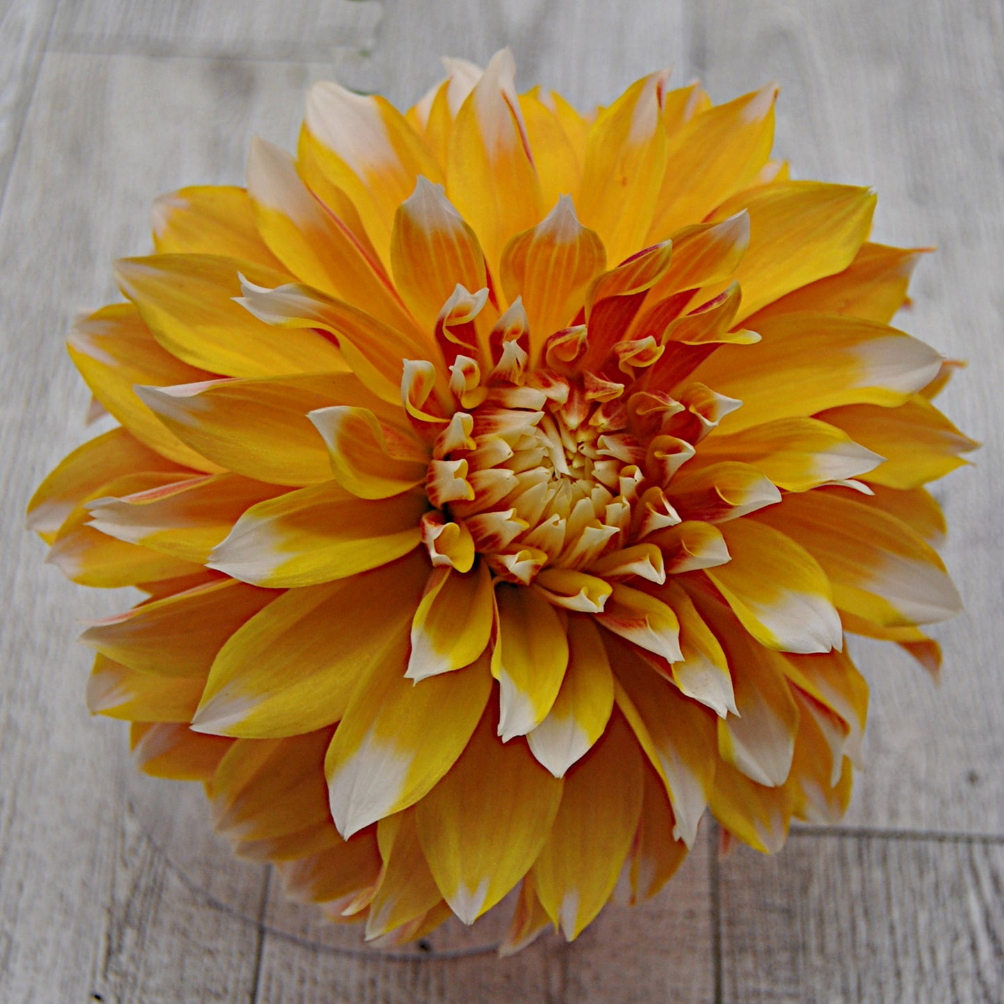 Bloomquist Candy Corn