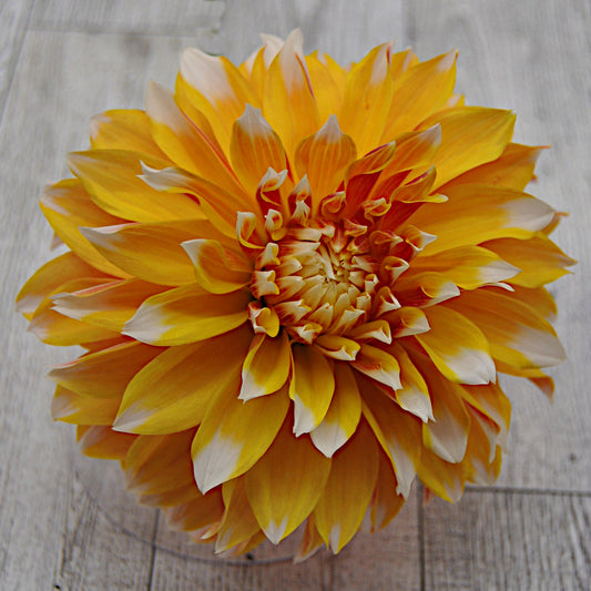 Bloomquist Candy Corn