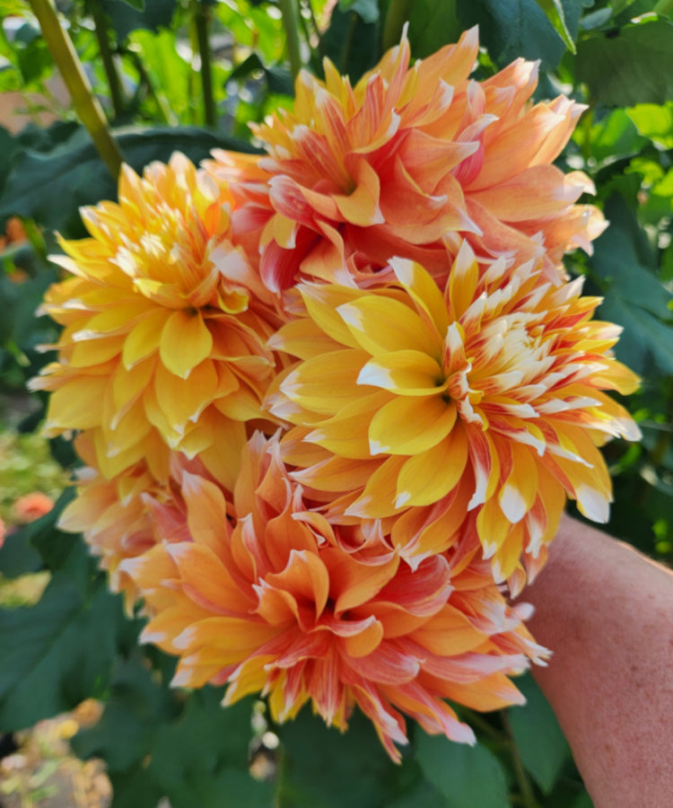 Bloomquist Candy Corn