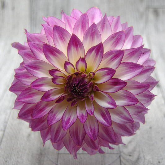 Bloomquist Jody Lynn