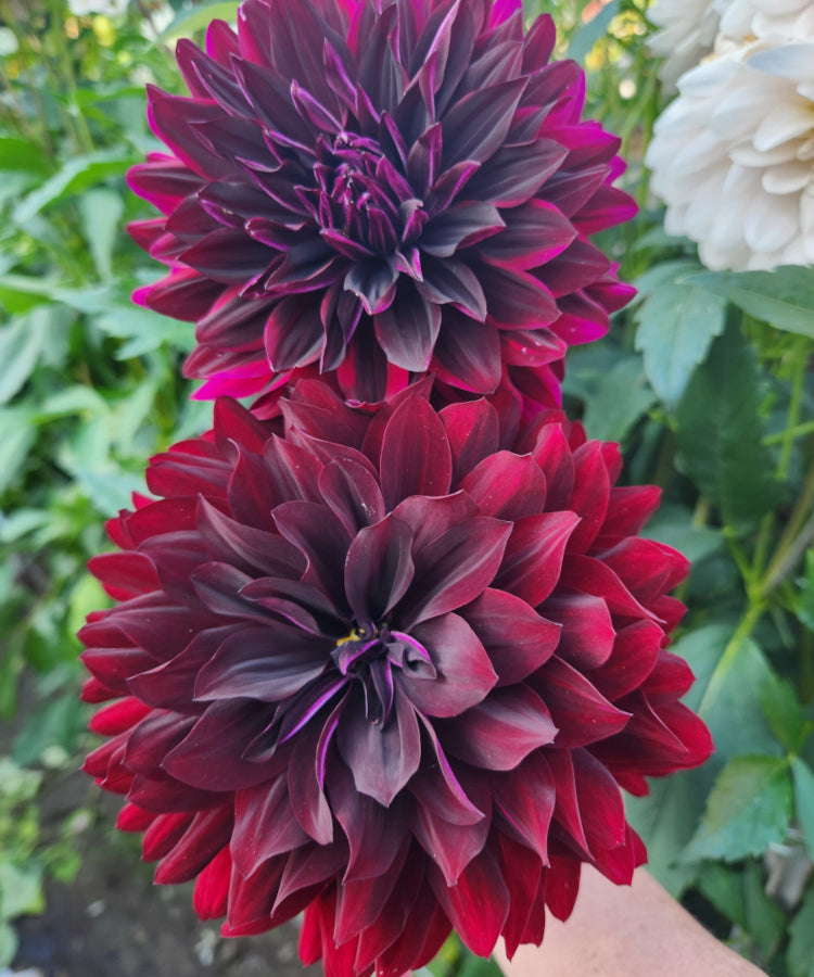 Hollyhill Black Beauty