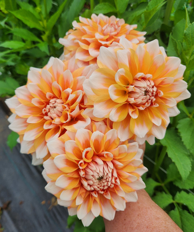 Hollyhill Orange Ice