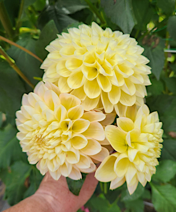 Honey Dew