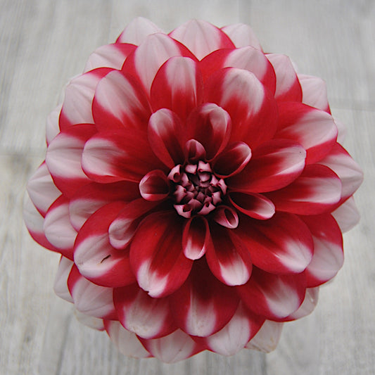 Jamaica