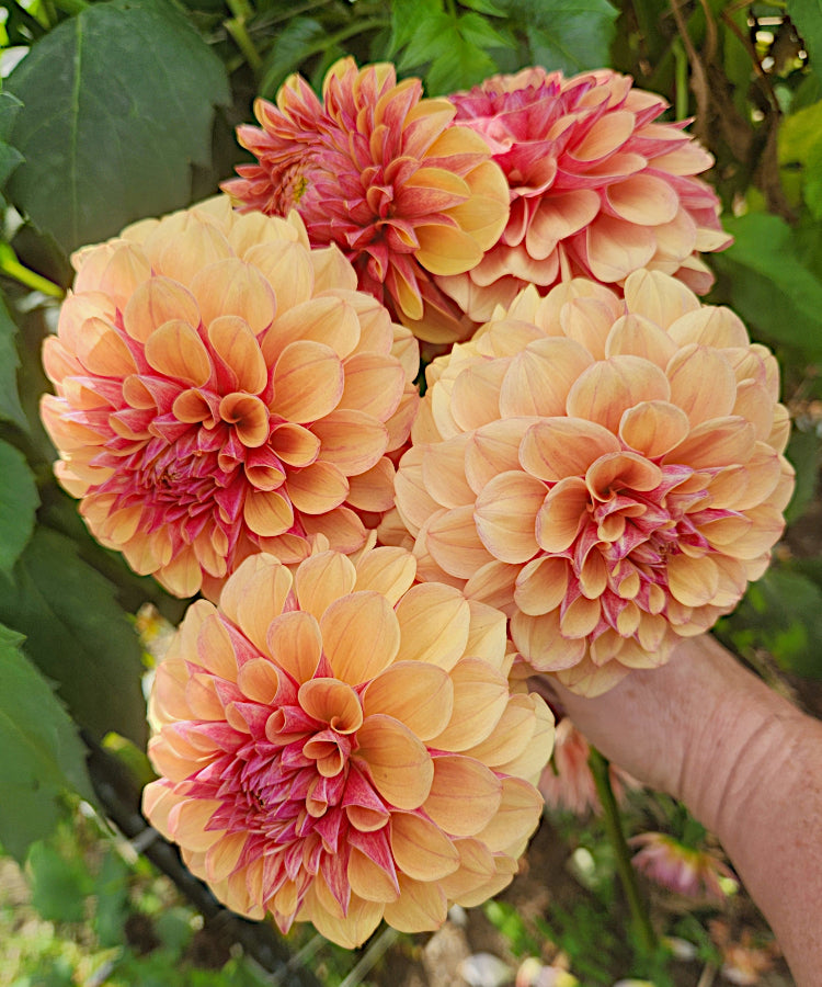 Lee's Golden Raspberry