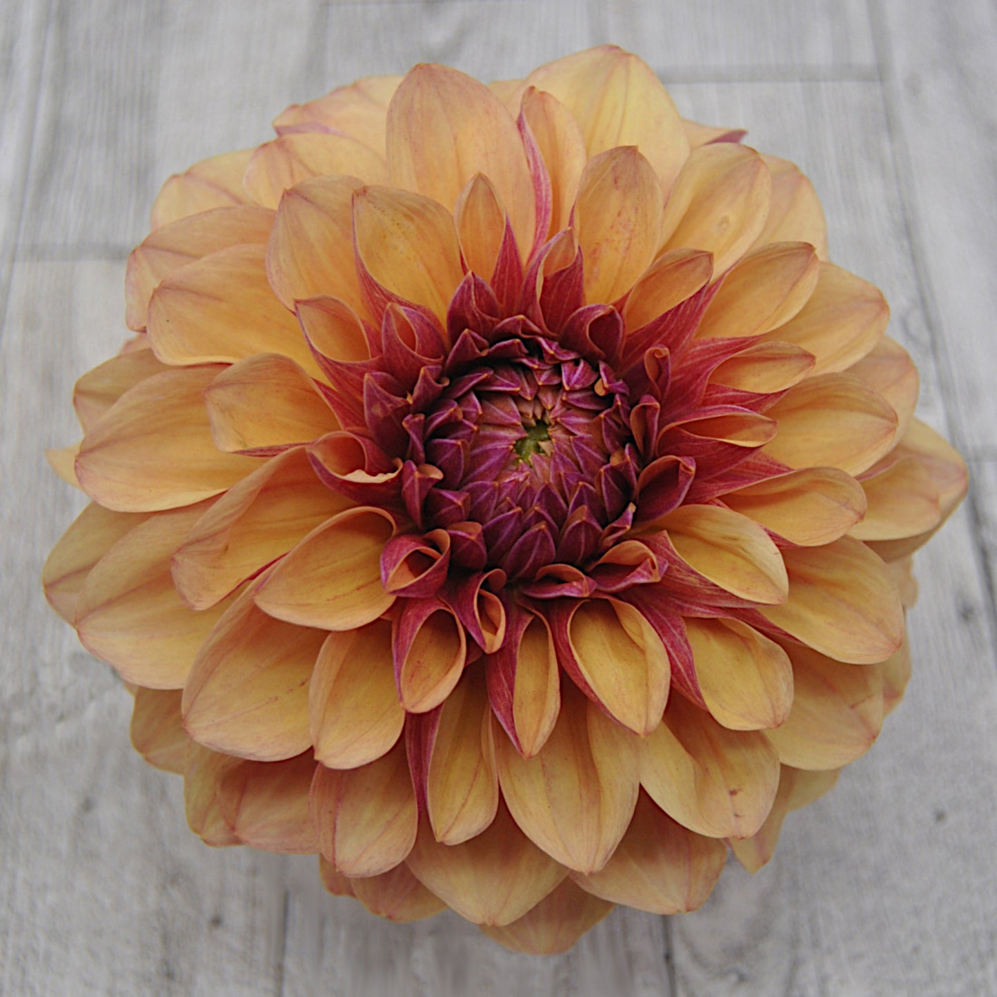 Lee's Golden Raspberry