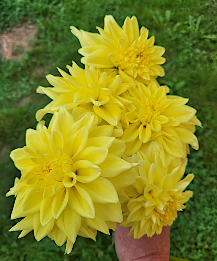 Lemon Rush