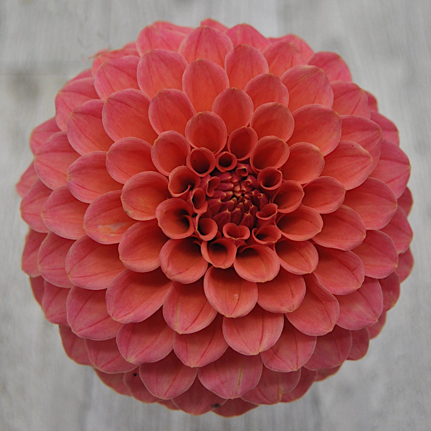 Rose Toscano