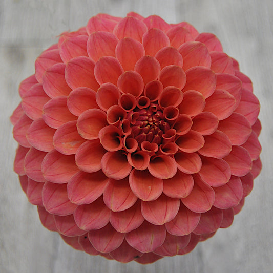 Rose Toscano