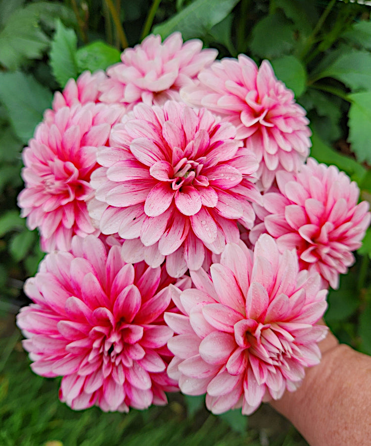 Strawberry Crèam