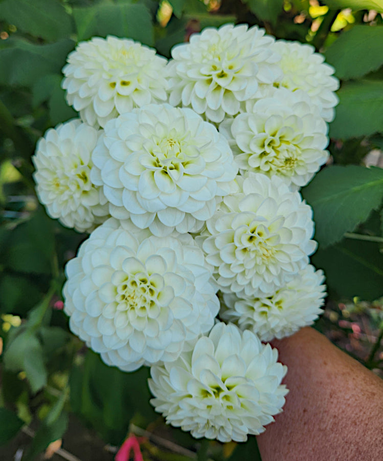 White Aster