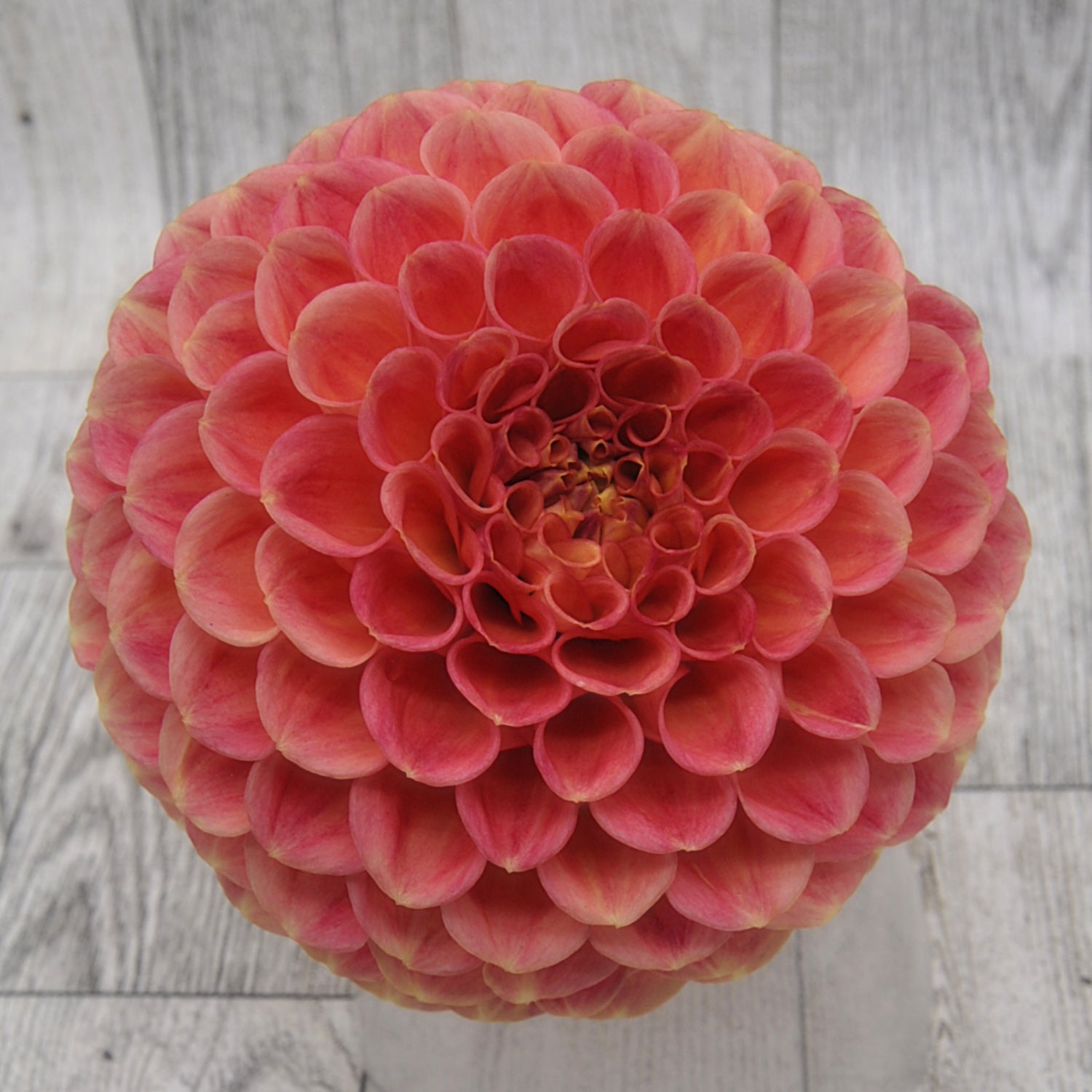 Snoho Doris – Farmgirl Dahlias